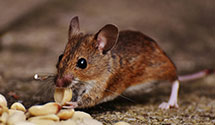 24 Hour & Emergency Exterminators in Hensler, ND